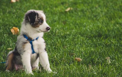 Køb Udstyr til Din Hund og Kat hos Canem